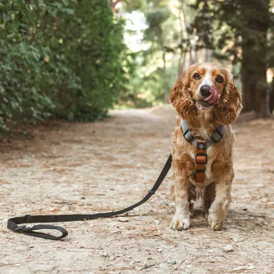 Hund mit braunem Geschirr und schwarzer Leine auf einem Waldweg.