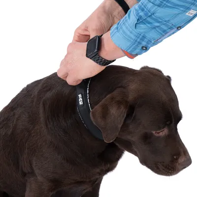 Bruine hond met zwarte halsband die door een hand wordt aangepast.