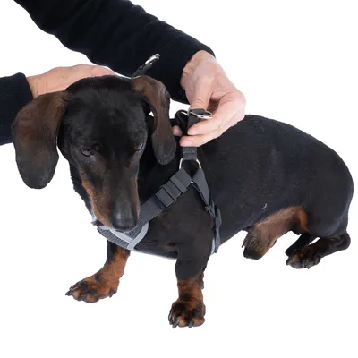 Person befestigt ein schwarzes Hundegeschirr mit silbernen Schnallen an einem kleinen Hund. Demonstration der korrekten Anwendung des Geschirrs.