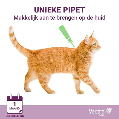Vectra Felis unieke pipet, makkelijk aan te brengen op de huid van een kat. 1 maand bescherming staat aangegeven. Afbeelding toont oranje kat met pipet-symbool op rug.