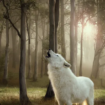 White animal standing in a forest, looking upwards with mouth open as if howling. No product or usage information is shown.
