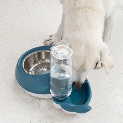 Hund trinkt aus einer blauen Wasserschale mit integriertem Wasserbehälter neben einer Edelstahlnapf-Schale.