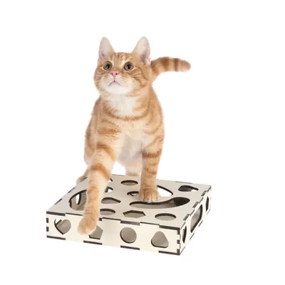 Chat roux debout sur un jouet interactif en bois clair avec plusieurs trous de formes variées visibles sur le dessus et les côtés.