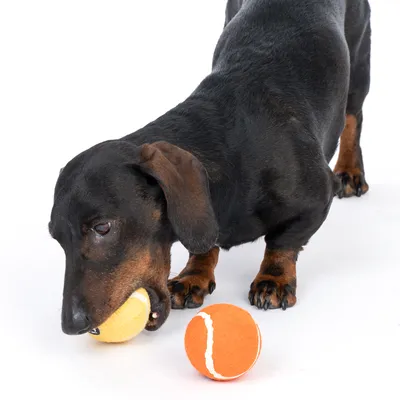 Gravhund leger med en gul tennisbold, ved siden af en orange tennisbold.