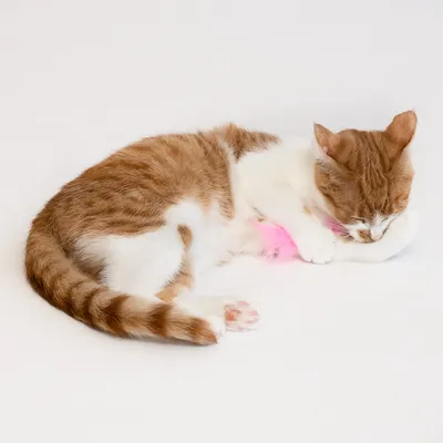 Chat roux et blanc couché, tenant un jouet en tissu blanc avec une plume rose visible. Aucun texte ou marque n’apparaît sur l’image.