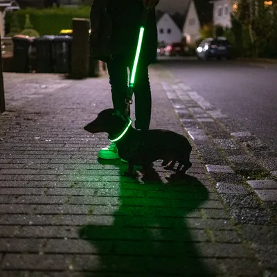 Chien avec collier et laisse lumineux verts, tenu par une personne sur un trottoir la nuit. Collier et laisse éclairés pour visibilité nocturne.