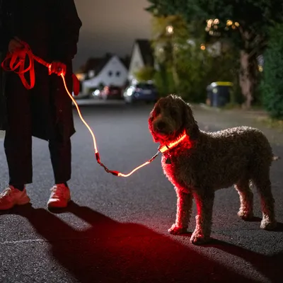Kutya világító nyakörvvel és pórázzal éjszaka az utcán. Láthatóságot növeli a piros LED-fény.