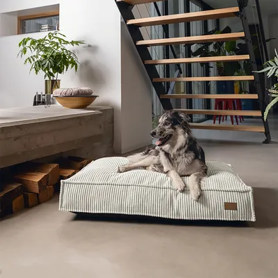 Hund ligger på en stribet, rektangulær hundeseng i et moderne opholdsrum med trappe i træ og planter.