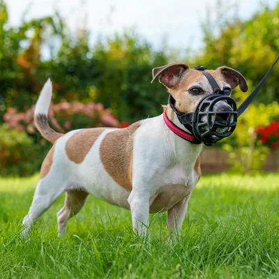 Câine cu botniță și zgardă roșie, stând pe o pajiște. Demonstrare a utilizării unei botnițe pentru câini.