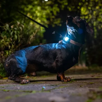 Chien avec collier lumineux et laisse, en promenade nocturne sur un chemin extérieur. Collier équipé d’une lumière LED visible.