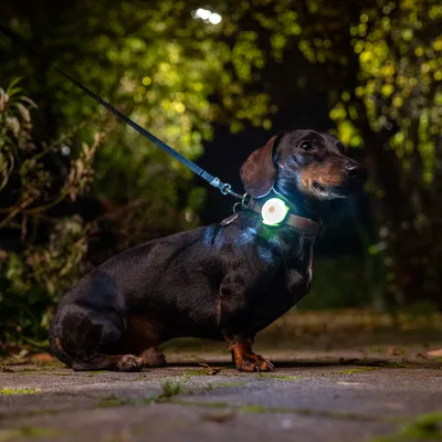 Cane con collare e guinzaglio luminosi di notte. Illuminazione per una migliore visibilità al buio.