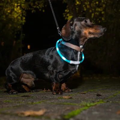Hund mit leuchtendem LED-Halsband in Blau, geeignet für bessere Sichtbarkeit bei Dunkelheit.