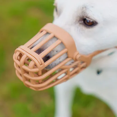 Câine cu botniță bej din plastic, potrivită pentru siguranță și control.