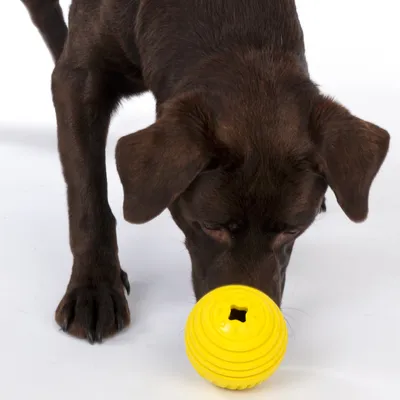 Chien marron reniflant une balle jaune en plastique avec ouverture visible sur le dessus, posée au sol blanc.