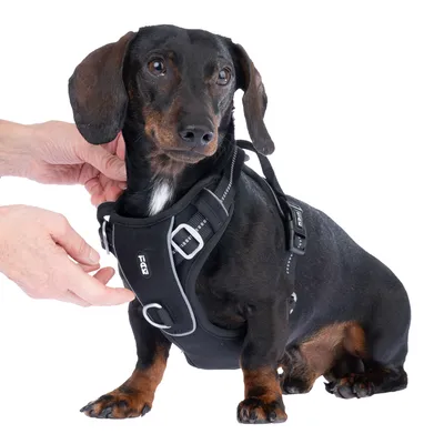 Schwarzes Hundegeschirr mit reflektierenden Streifen und verstellbaren Schnallen, Marke Trixie. Hände zeigen die richtige Anbringung des Geschirrs.