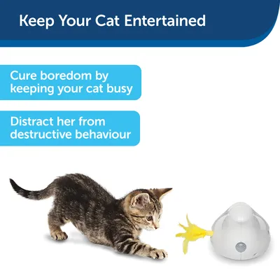 Texte en anglais : Keep Your Cat Entertained. Cure boredom by keeping your cat busy. Distract her from destructive behaviour. Chaton jouant avec un jouet blanc à plume jaune.