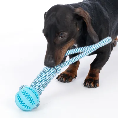 Dachshund juega con juguete para perros azul y blanco de cuerda y pelota.