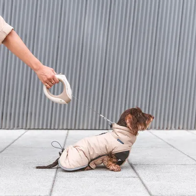Cane con cappotto beige al guinzaglio Flexi. Una mano tiene il guinzaglio, il cane è seduto su un marciapiede davanti a una parete metallica.