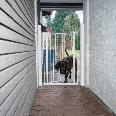 Barrière de sécurité blanche en métal installée dans un passage extérieur, avec un grand chien noir et marron passant à travers la porte ouverte tenue par une main humaine.
