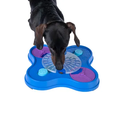 Chien utilisant un plateau de jeu interactif bleu et violet avec couvercles transparents et compartiments visibles, une croquette placée au centre du plateau.