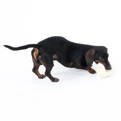 Jazavčar se igra s bijelom žvakom igračkom od materijala kostiju.