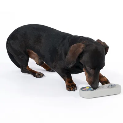 Jazavčar istražuje sivu daljinski upravljač s raznobojnim tipkama na bijeloj podlozi.