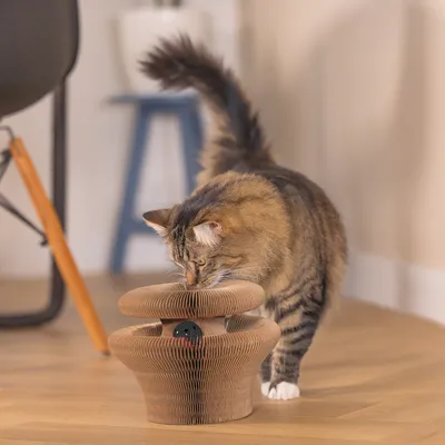 Braunes, wabenförmiges Katzenspielzeug mit integriertem Ball. Katze untersucht das Spielzeug auf einem Holzboden.