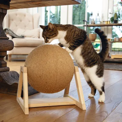 Katze kratzt an einer kugelförmigen Kratzfläche aus Sisal, montiert auf einem Holzgestell. Produkt zur Beschäftigung und Krallenpflege von Katzen.