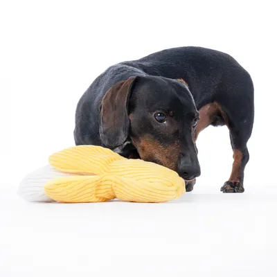 Hund leker med gult tyg-leksak i form av en kanin.