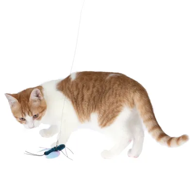 Gatto rosso e bianco gioca con un gioco sospeso a forma di insetto.