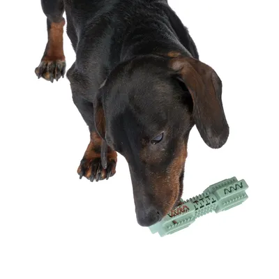 Dog playing with green plastic chew toy that promotes dental care.