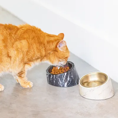 Roter Katze frisst aus einem schwarzen Futternapf mit Marmormuster, daneben ein leerer weisser Napf mit goldener Innenseite.