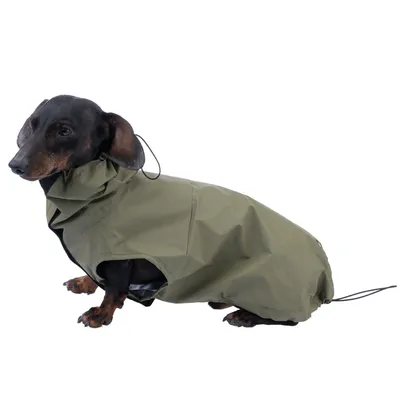 Dackel trägt olivgrünen Hundemantel mit verstellbarem Kragen und Kordelzug, geeignet für Schutz vor Regen.