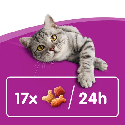 Siva tigrasta mačka leži iznad natpisa: 17x obroka hrane za mačke u obliku ribe i kocke na dan, 24h.
