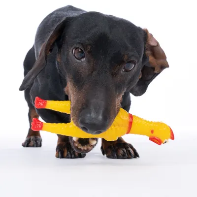 Chien noir tenant un jouet en forme de poulet jaune avec pattes et bec rouges dans sa gueule, sur fond blanc.