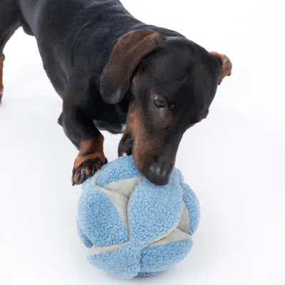 Hond speelt met een blauwe pluchen bal. Product toont gebruik van interactief speelgoed voor huisdieren.