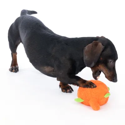 Hond speelt met oranje pluchen speelgoed met groene accenten.