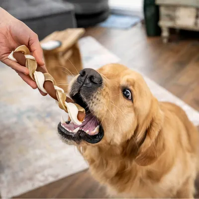 Chien de grande taille recevant une friandise torsadée bicolore tenue par une main humaine, à l'intérieur d'une maison sur sol en bois.