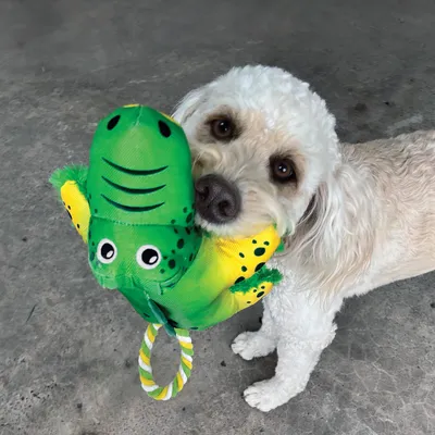 Green dog toy in crocodile shape with yellow accents and rope handle.