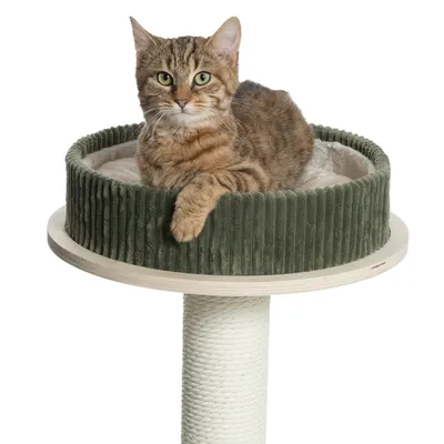 Árbol rascador con zona de descanso verde acolchada y poste de sisal. Gato tumbado relajado en la plataforma superior.