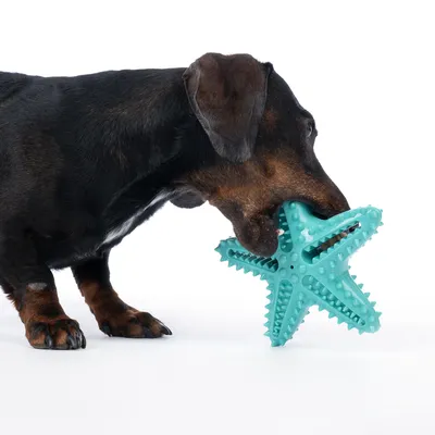 Pes sa hrá s tyrkysovou hviezdicovou hračkou s výstupkami.