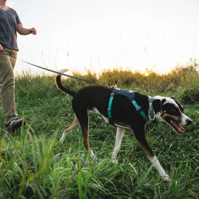 Hund mit grün-schwarzem Geschirr und Leine beim Spaziergang auf einer Wiese bei Sonnenuntergang.