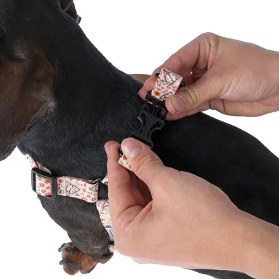 Person zeigt das Schliessen eines Klickverschlusses an einem Hundegeschirr mit floralem Muster.