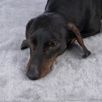 Dog lying on a grey, soft surface. Product shows comfort and material quality.