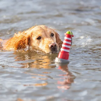 Hund schwimmt im Wasser und spielt mit einem rot-weiss gestreiften Wasserspielzeug in Leuchtturmform.