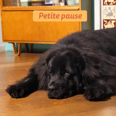 Edgard & Cooper Large Adult Dog Poulet sans céréales