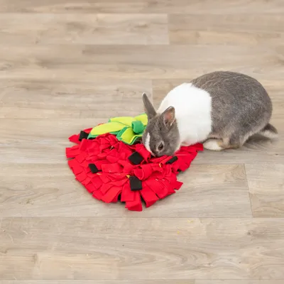 Kaninchen spielt mit rotem Schnüffelteppich in Erdbeerform auf Holzboden.