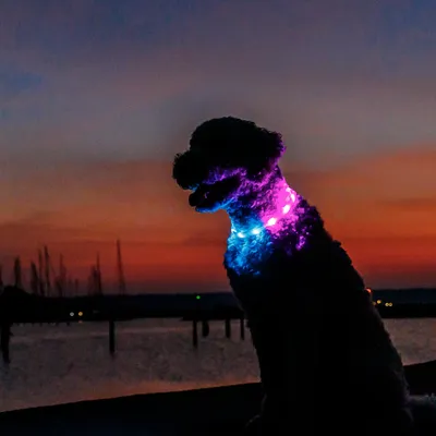 Chien portant un collier lumineux LED bleu et violet, visible dans l’obscurité en extérieur au crépuscule. Collier adapté pour la visibilité nocturne.
