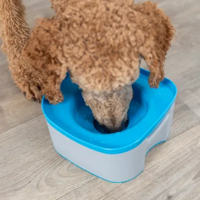 Cane che beve da una ciotola blu per l'acqua, protetta dagli spruzzi, con bordo rialzato.