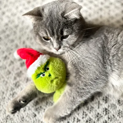 Chat gris allongé sur un tapis tenant un jouet en peluche vert avec bonnet de Noël.